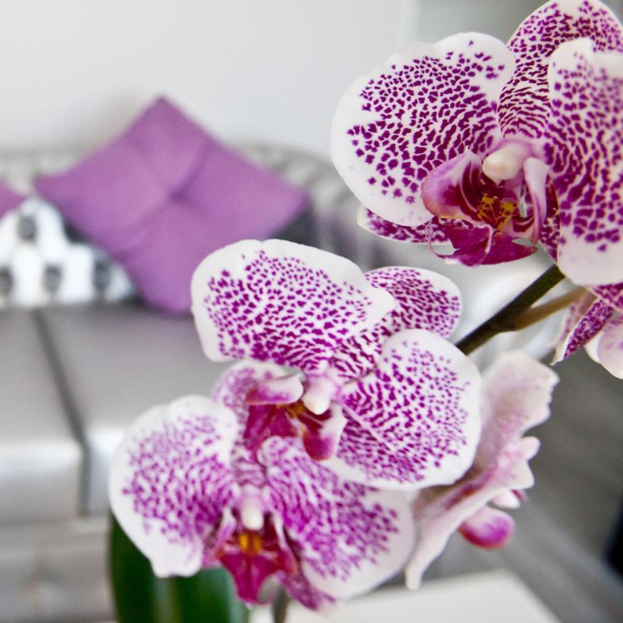 Alix Boutique Hotel Arteixo Eksteriør billede